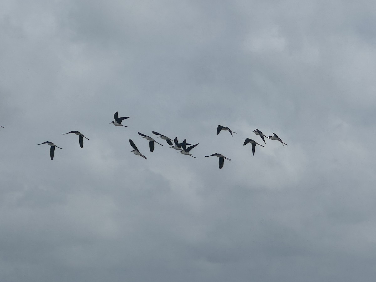Black-necked Stilt - ML641564532