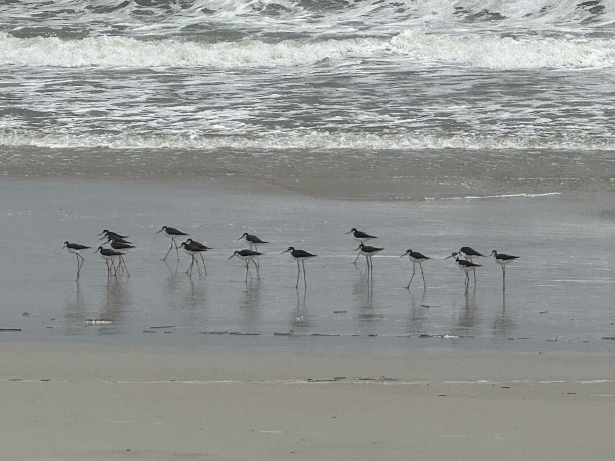 Black-necked Stilt - ML641564533