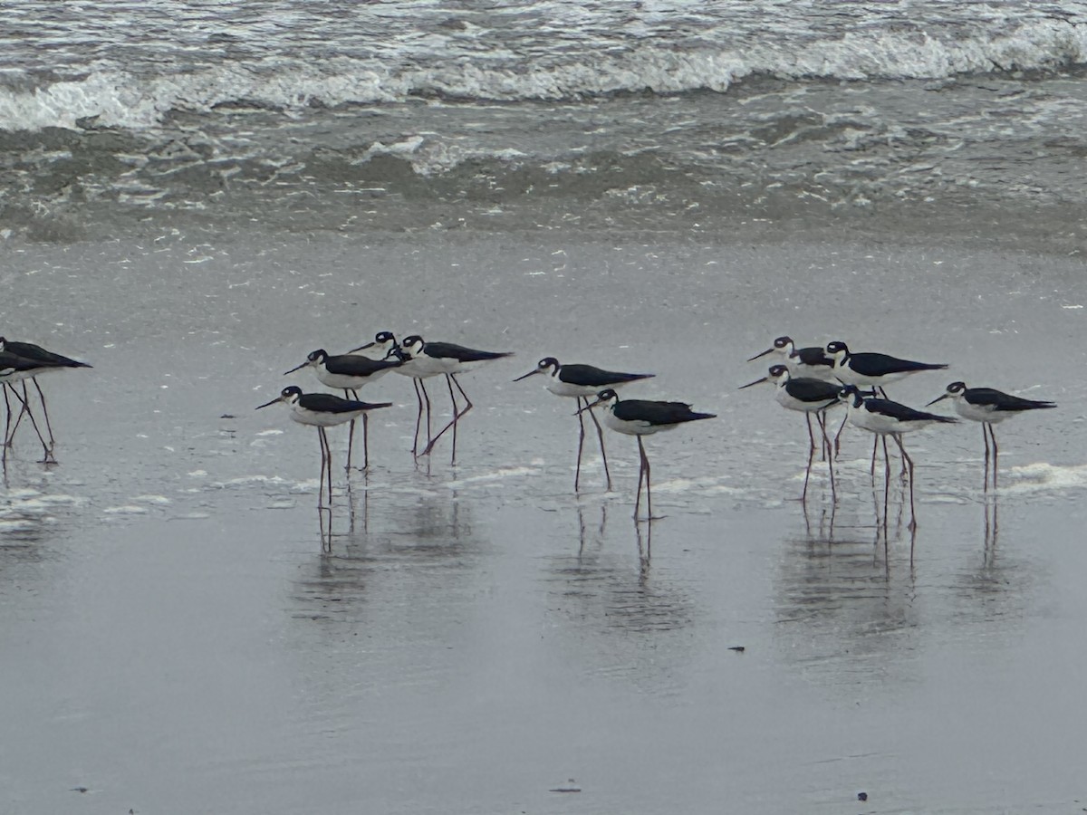 Black-necked Stilt - ML641564535