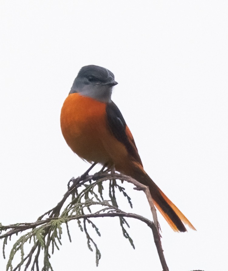 Graukehl-Mennigvogel [solaris-Gruppe] - ML641564804