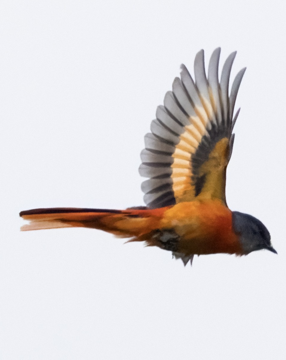 Graukehl-Mennigvogel [solaris-Gruppe] - ML641564805