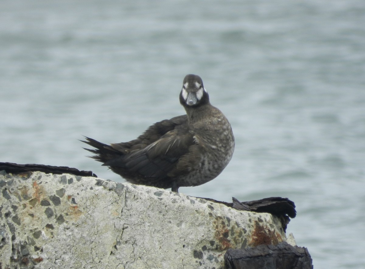 Arlequin plongeur - ML641564816