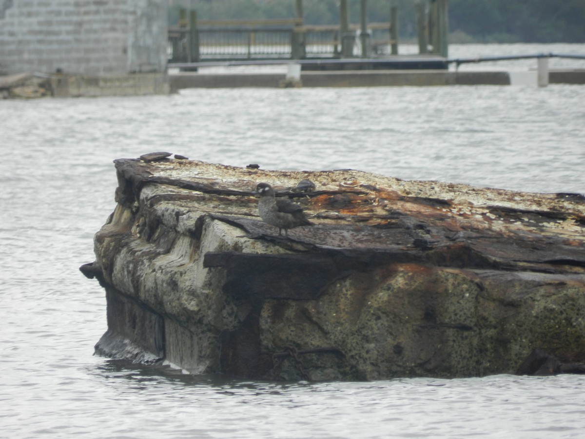 Arlequin plongeur - ML641564817