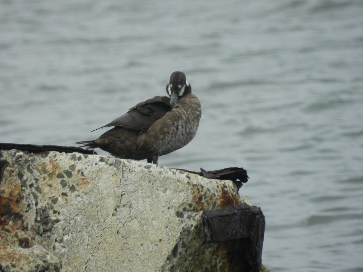 Arlequin plongeur - ML641564818