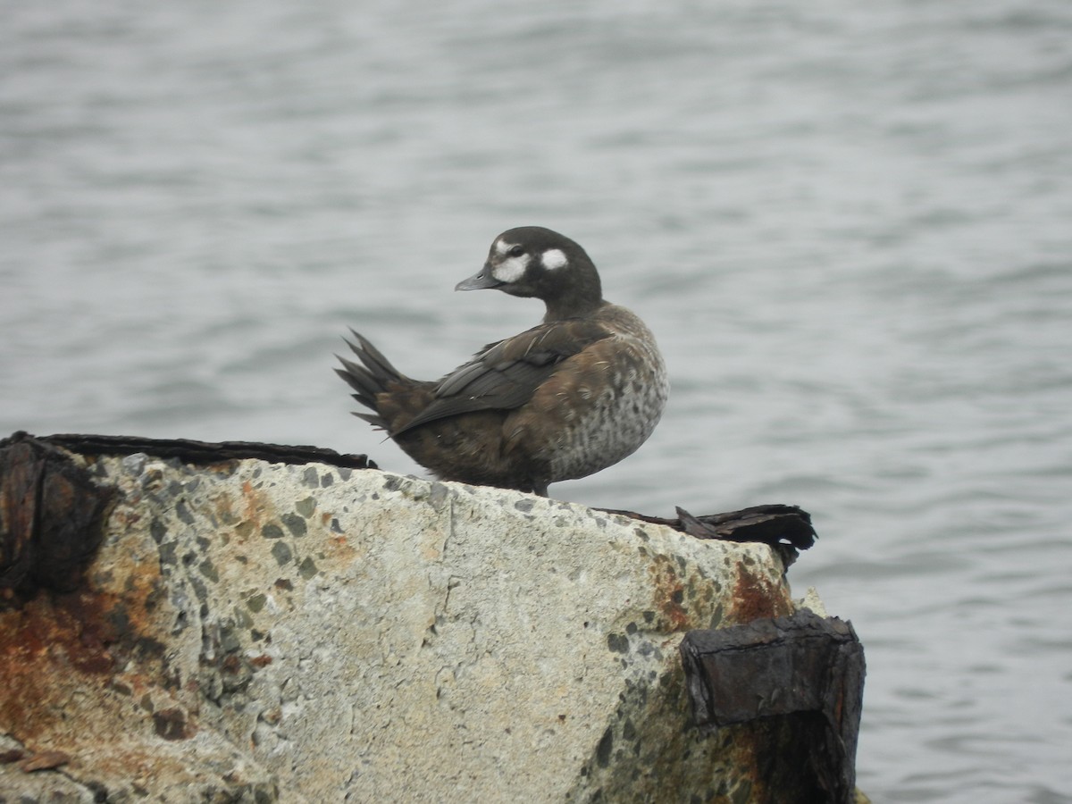 Arlequin plongeur - ML641564819