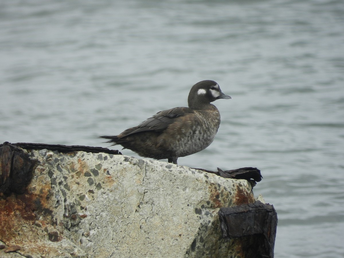 Arlequin plongeur - ML641564820