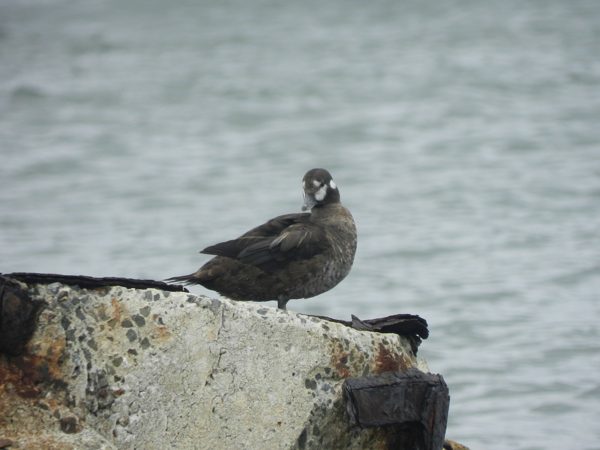 Arlequin plongeur - ML641564821