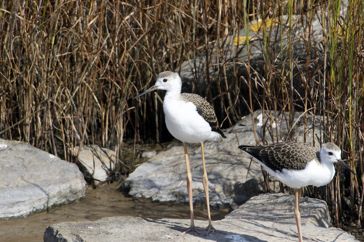 Black-winged Stilt - ML641564825