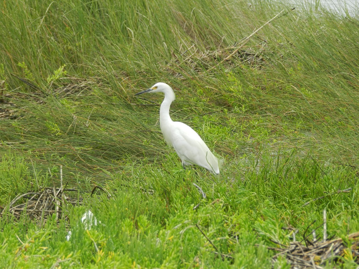 Aigrette neigeuse - ML641564827