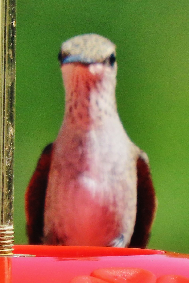kalypta černobradá - ML641564849