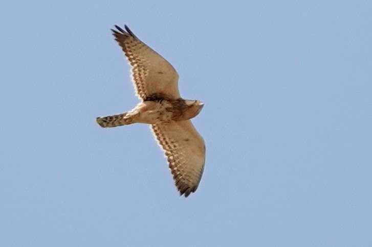 Greater Kestrel - ML641564864