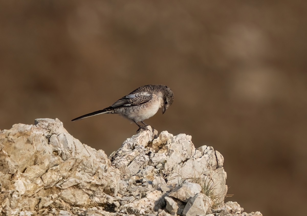 Masked Shrike - ML641564865