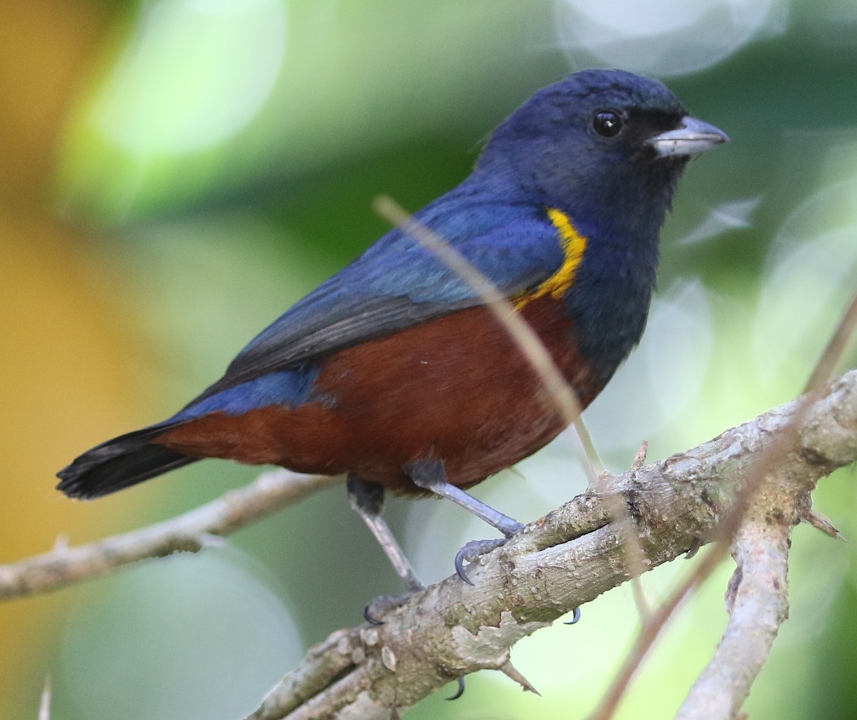 Chestnut-bellied Euphonia - ML641564866