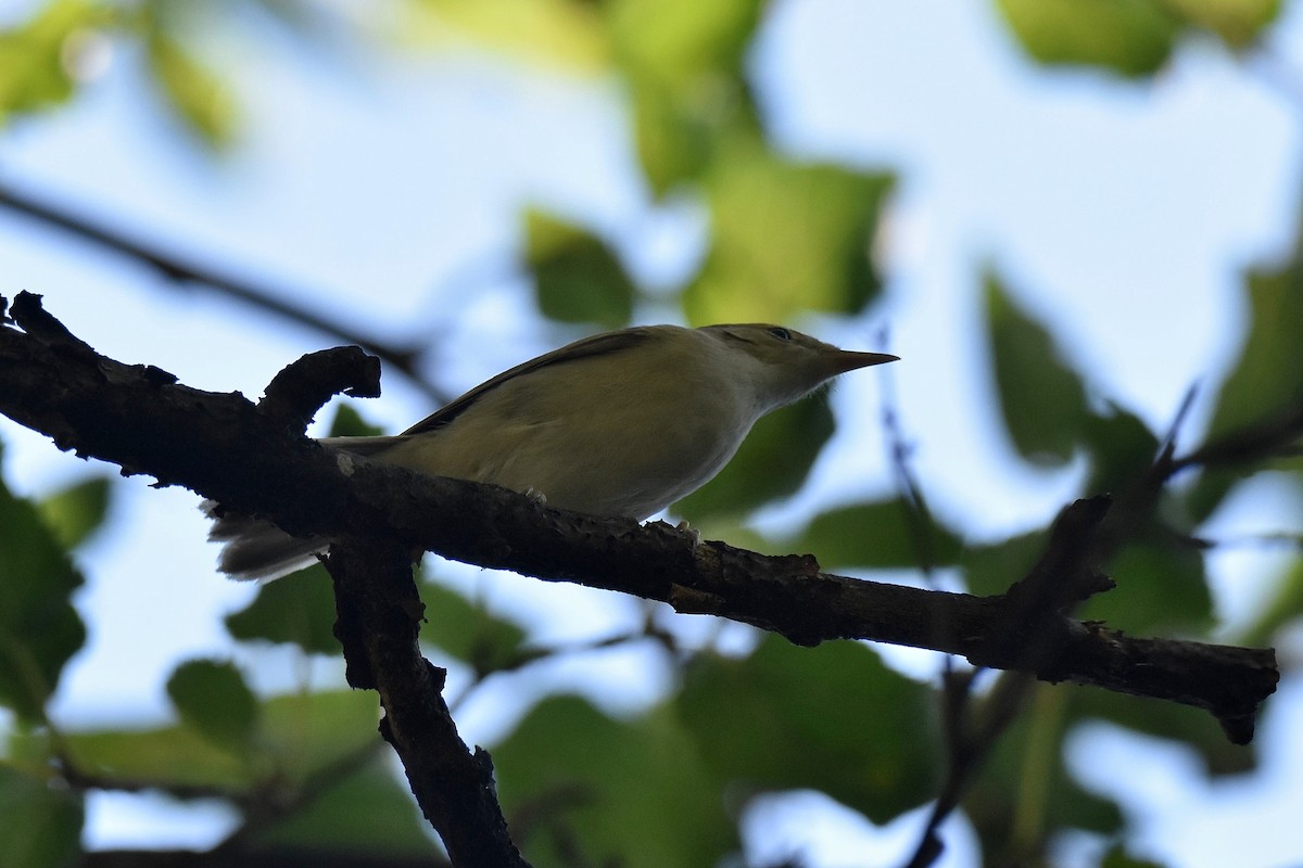 Eastern Olivaceous Warbler - ML641564873