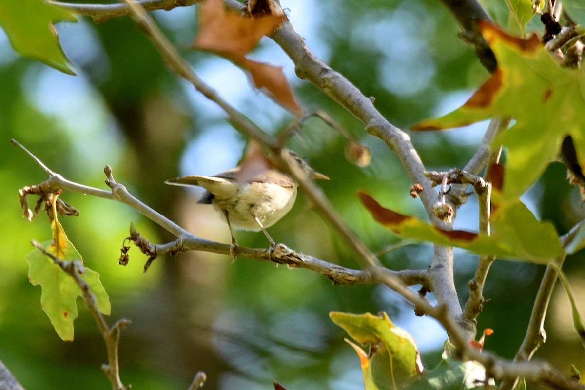 Eastern Olivaceous Warbler - ML641564877