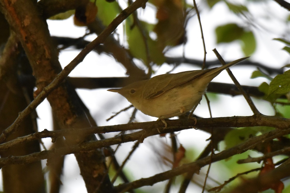 Eastern Olivaceous Warbler - ML641564880