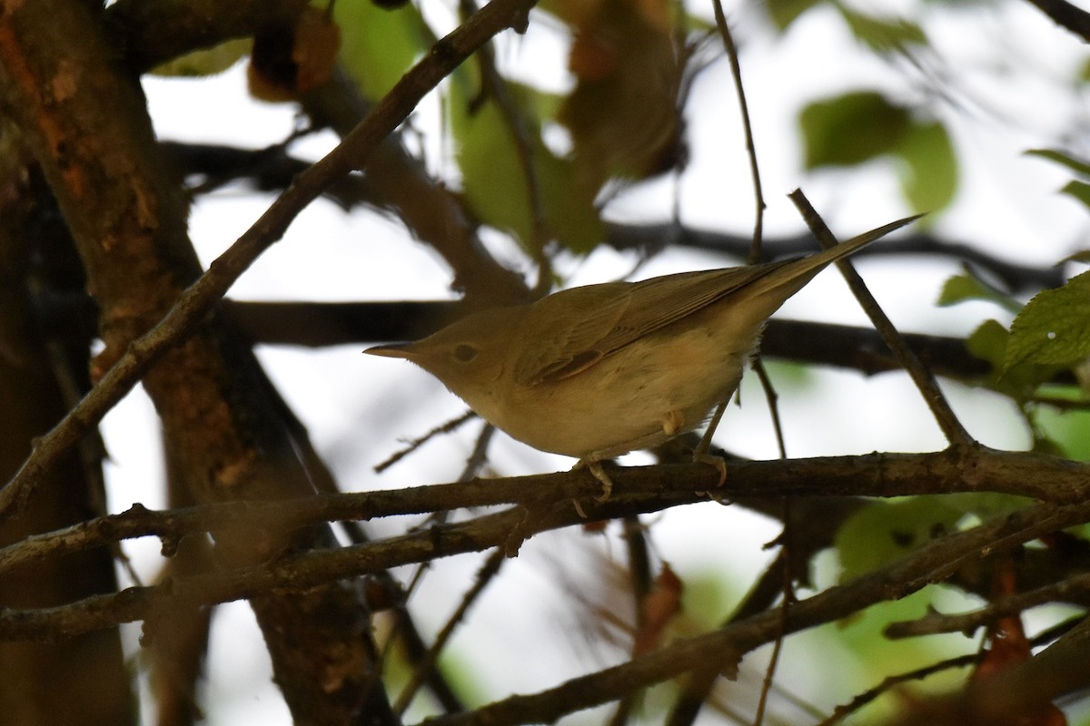 Eastern Olivaceous Warbler - ML641564882
