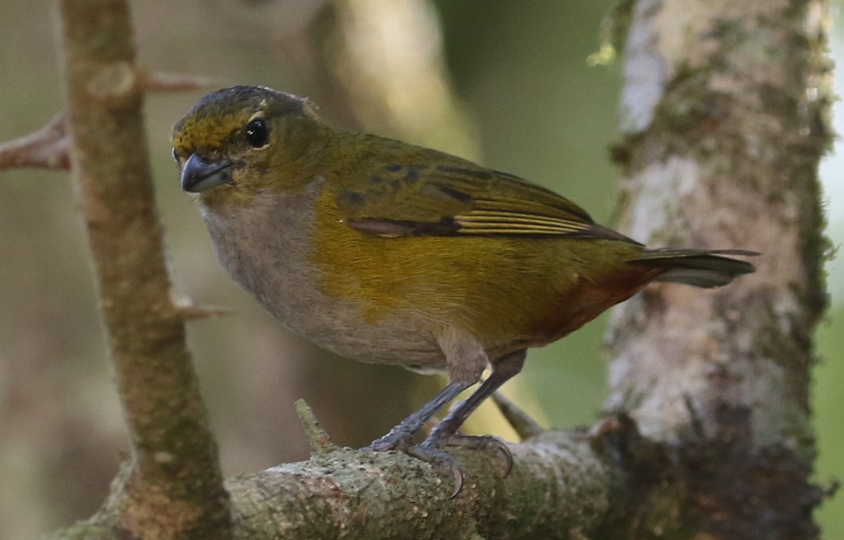 Chestnut-bellied Euphonia - ML641564886