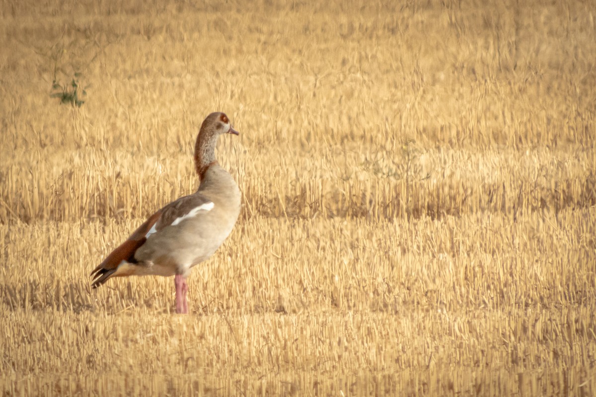 Egyptian Goose - ML641564887