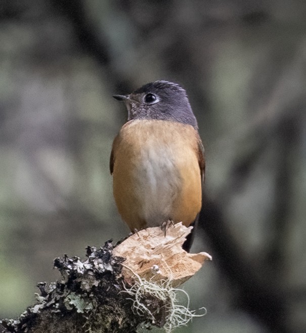 Gobemouche ferrugineux - ML641564891