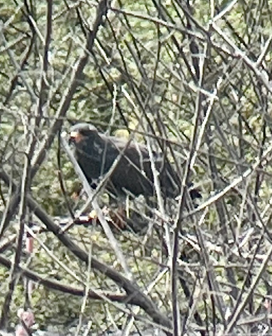 Snail Kite - ML641564916