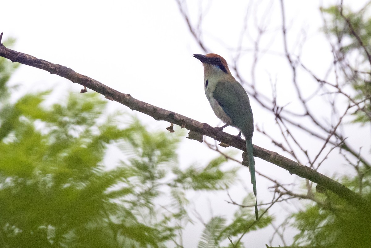 Russet-crowned Motmot - ML641564948