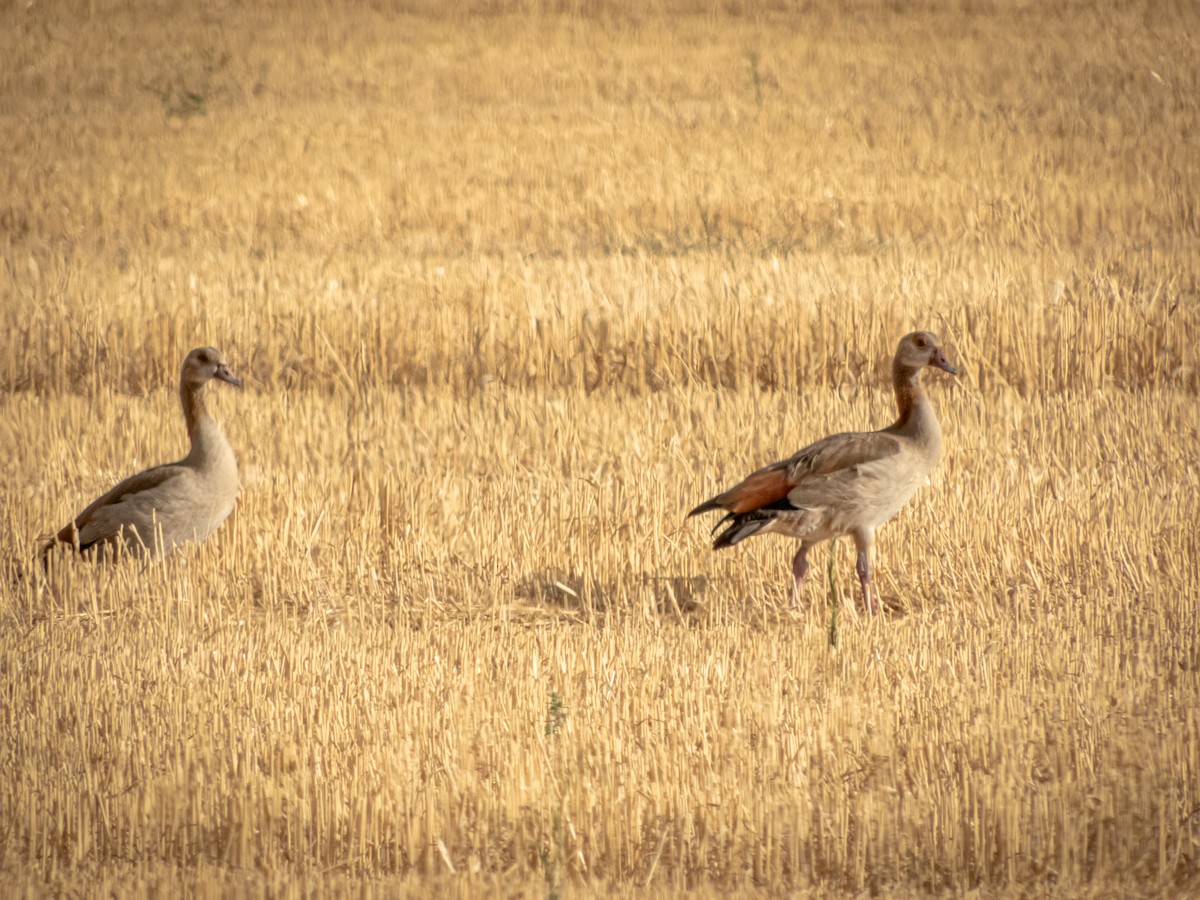 Egyptian Goose - ML641564950