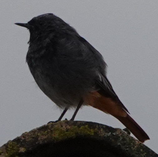 rehek domácí - ML641564972