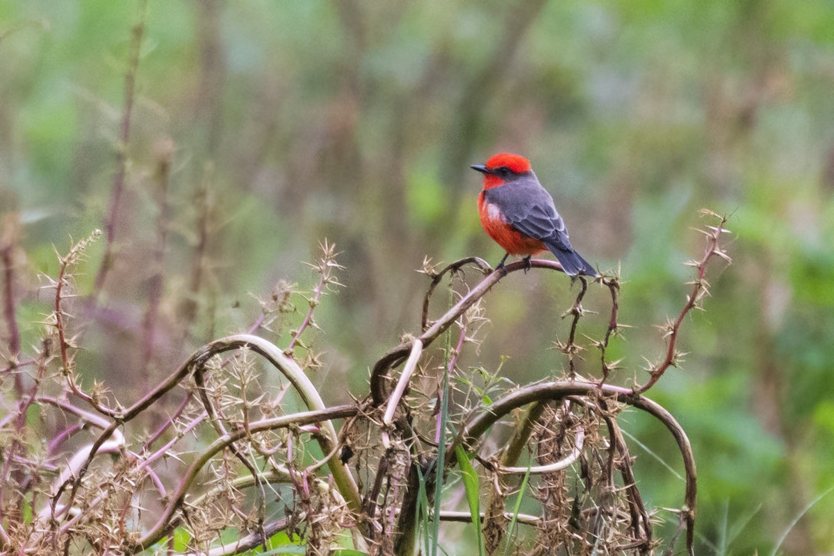 Vermilion Flycatcher - ML641564980