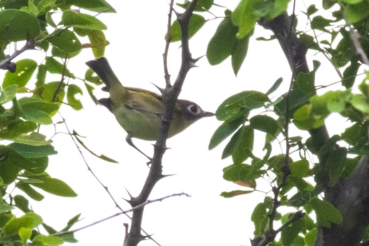 Black-capped Vireo - ML641565022