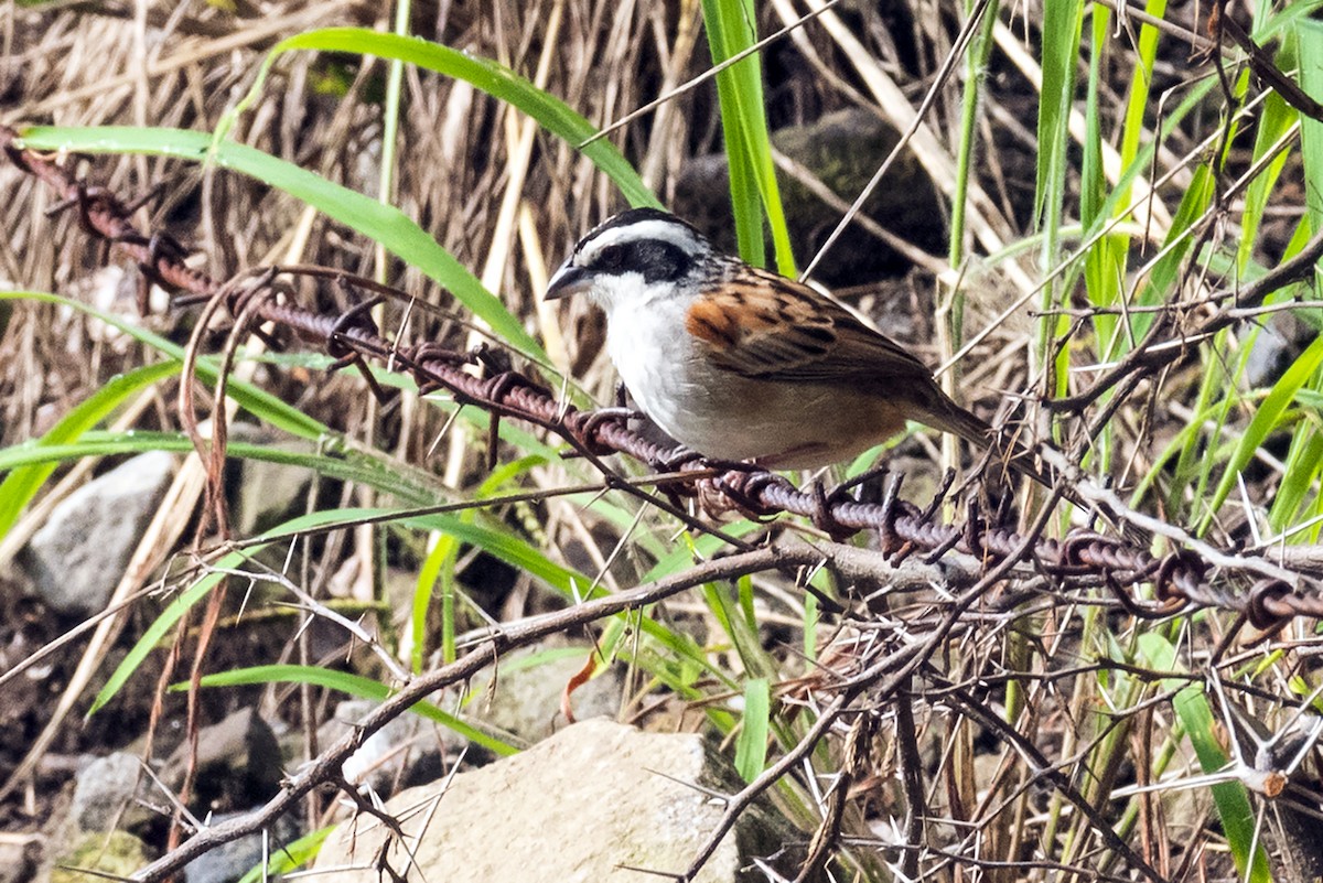Stripe-headed Sparrow - ML641565035