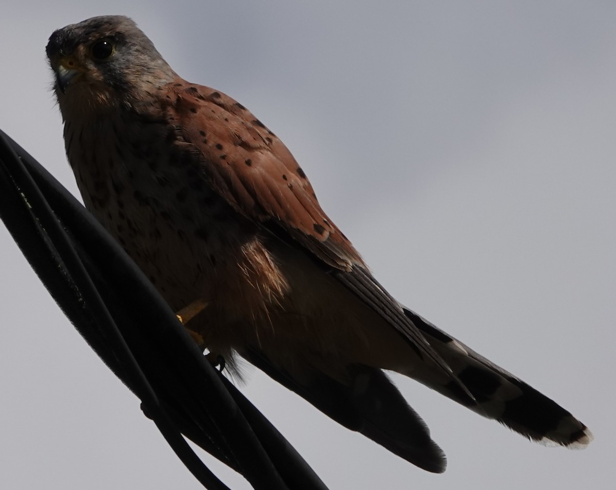 poštolka obecná - ML641565037