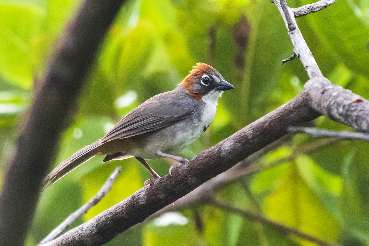 Rusty-crowned Ground-Sparrow - ML641565053