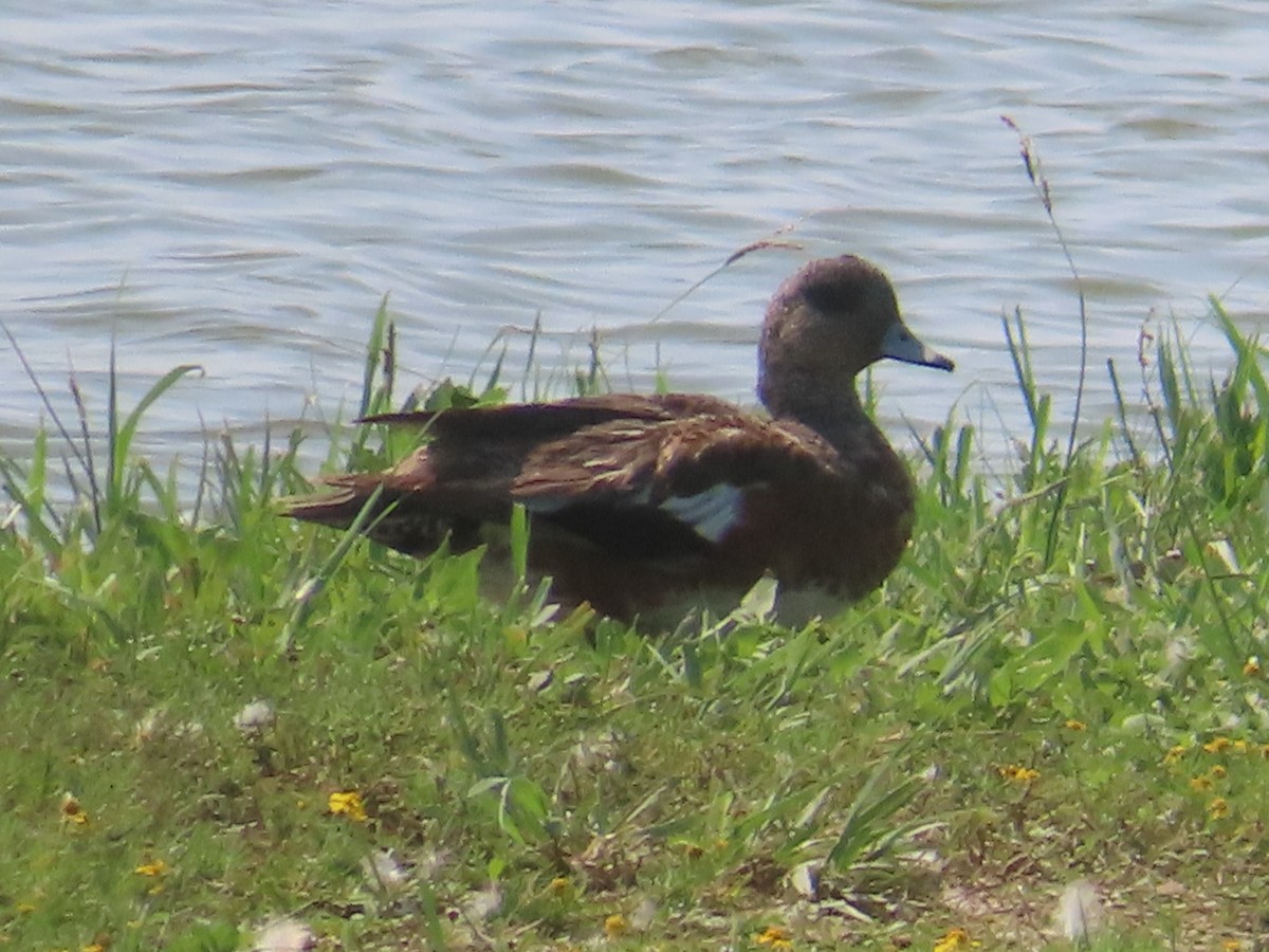 葡萄胸鴨 - ML641565181