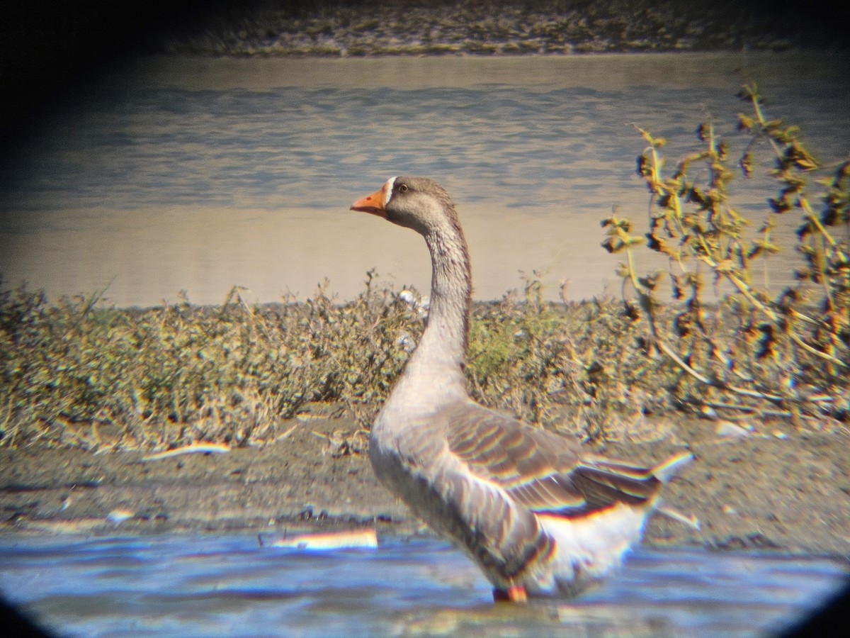 Graylag Goose (Domestic type) - ML641565192