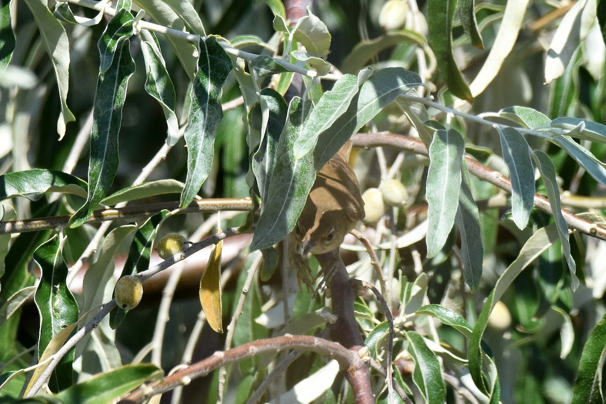 Marsh Warbler - ML641565200