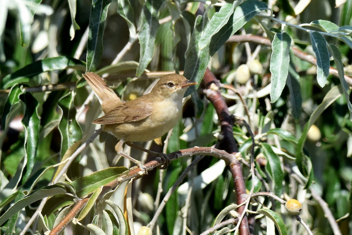 Marsh Warbler - ML641565201