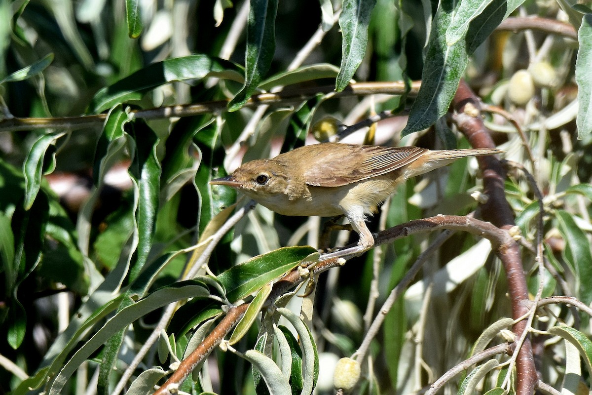 Marsh Warbler - ML641565202