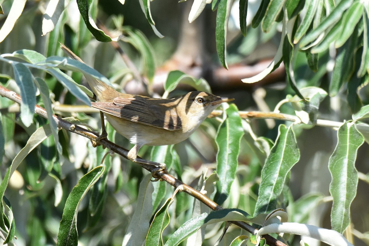 Marsh Warbler - ML641565204