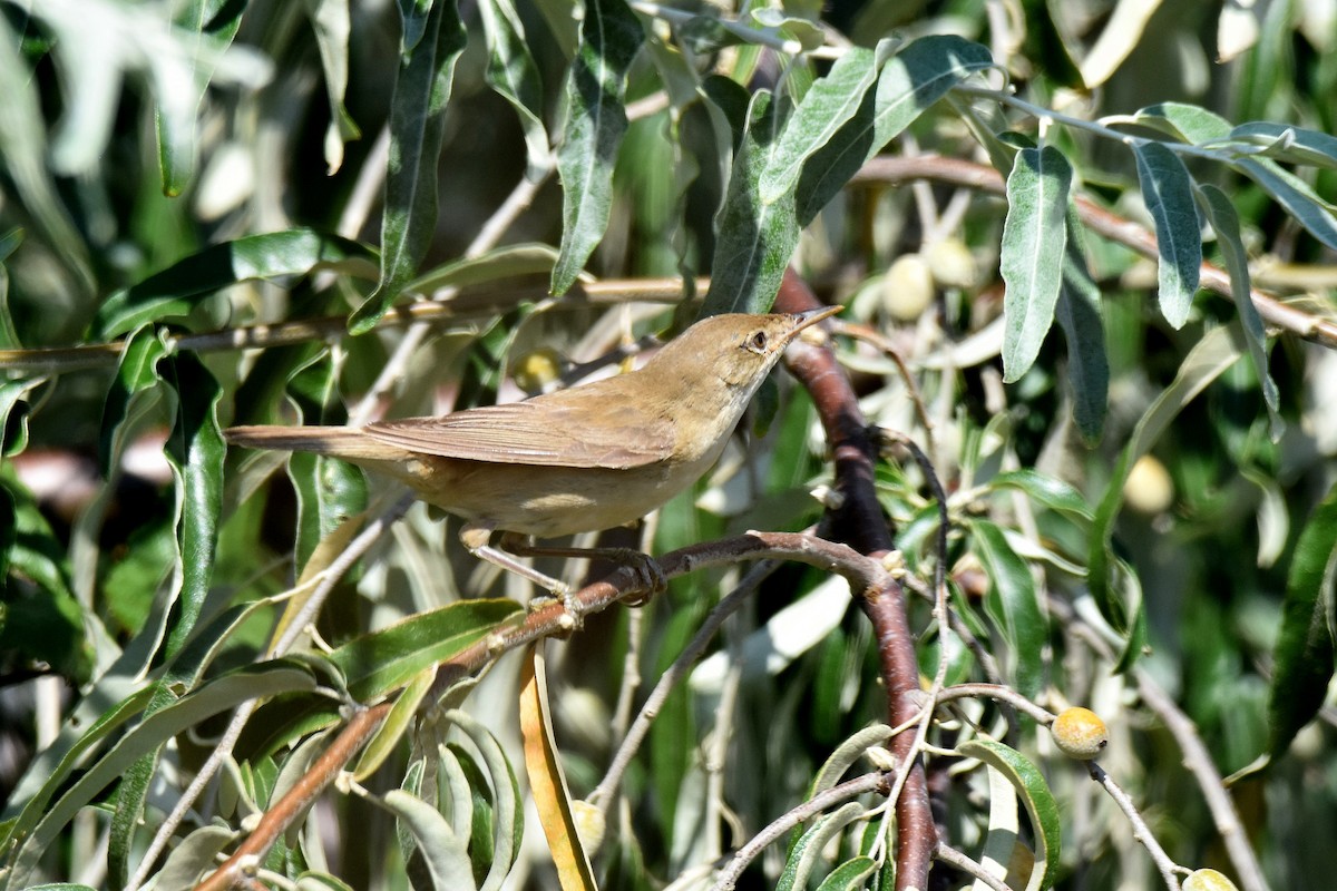 Marsh Warbler - ML641565205