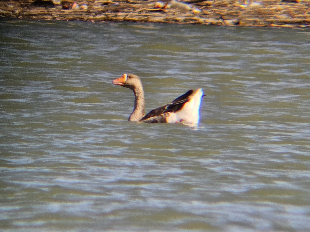 Гуска сіра (свійська) - ML641565233