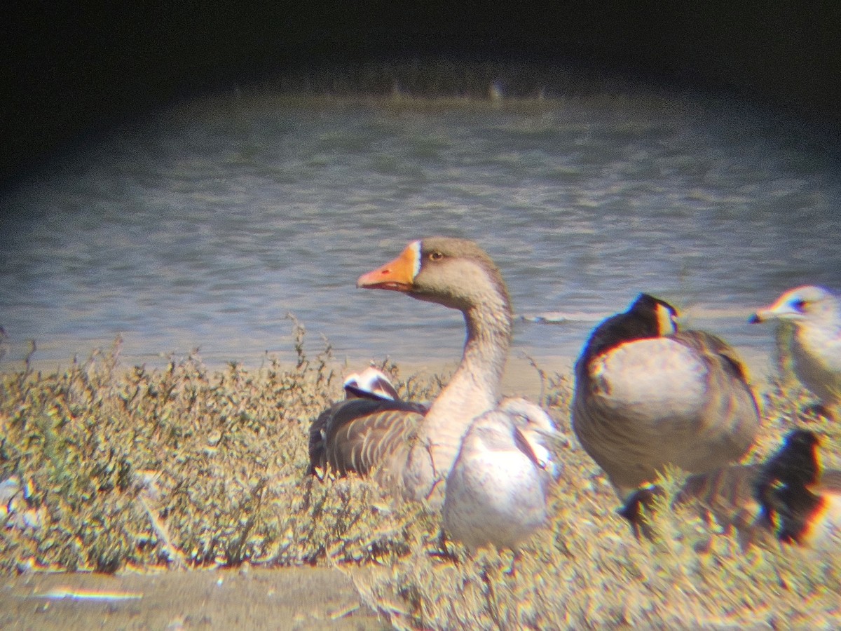 Graylag Goose (Domestic type) - ML641565234