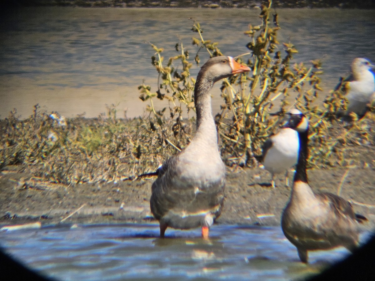 Гуска сіра (свійська) - ML641565235