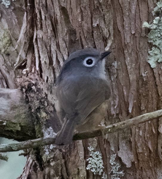 Morrison's Fulvetta - ML641565262