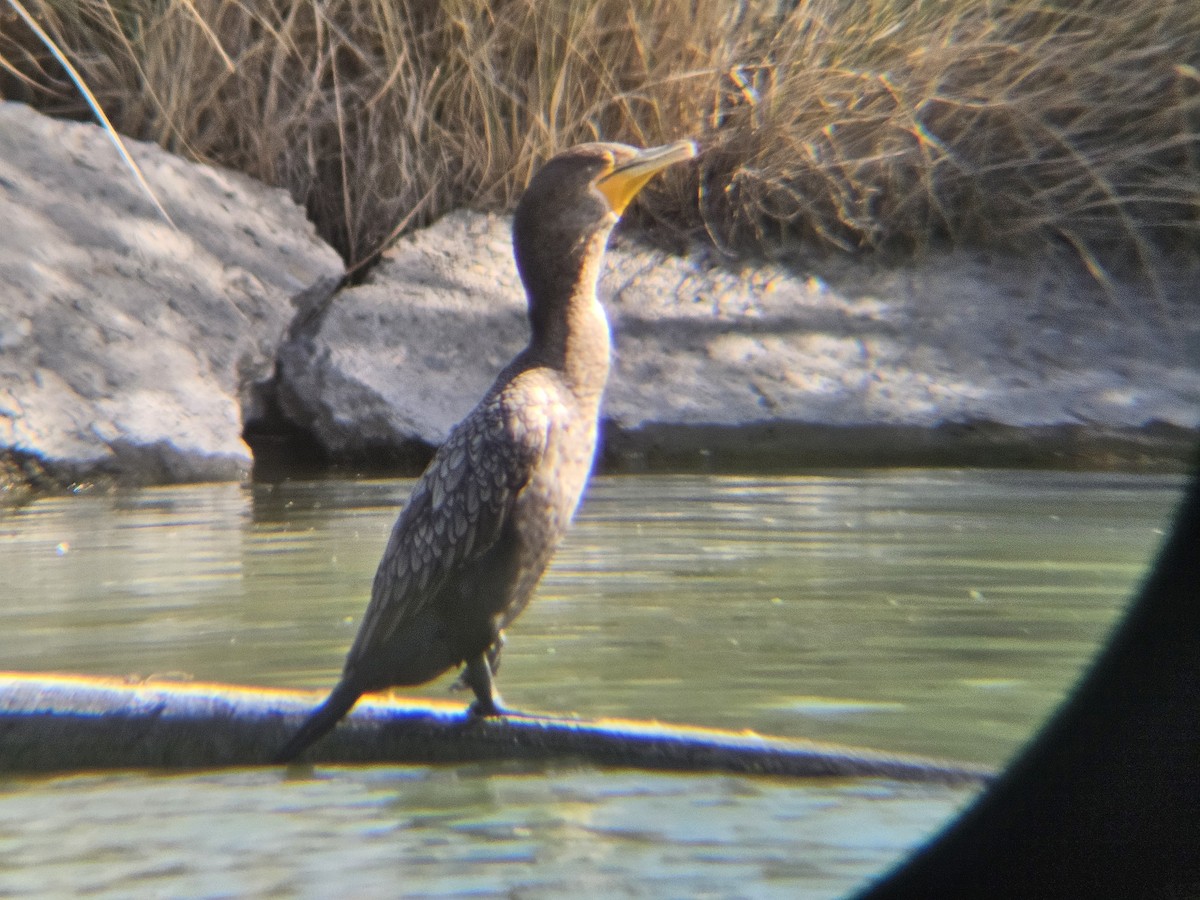 Баклан вухатий - ML641565267