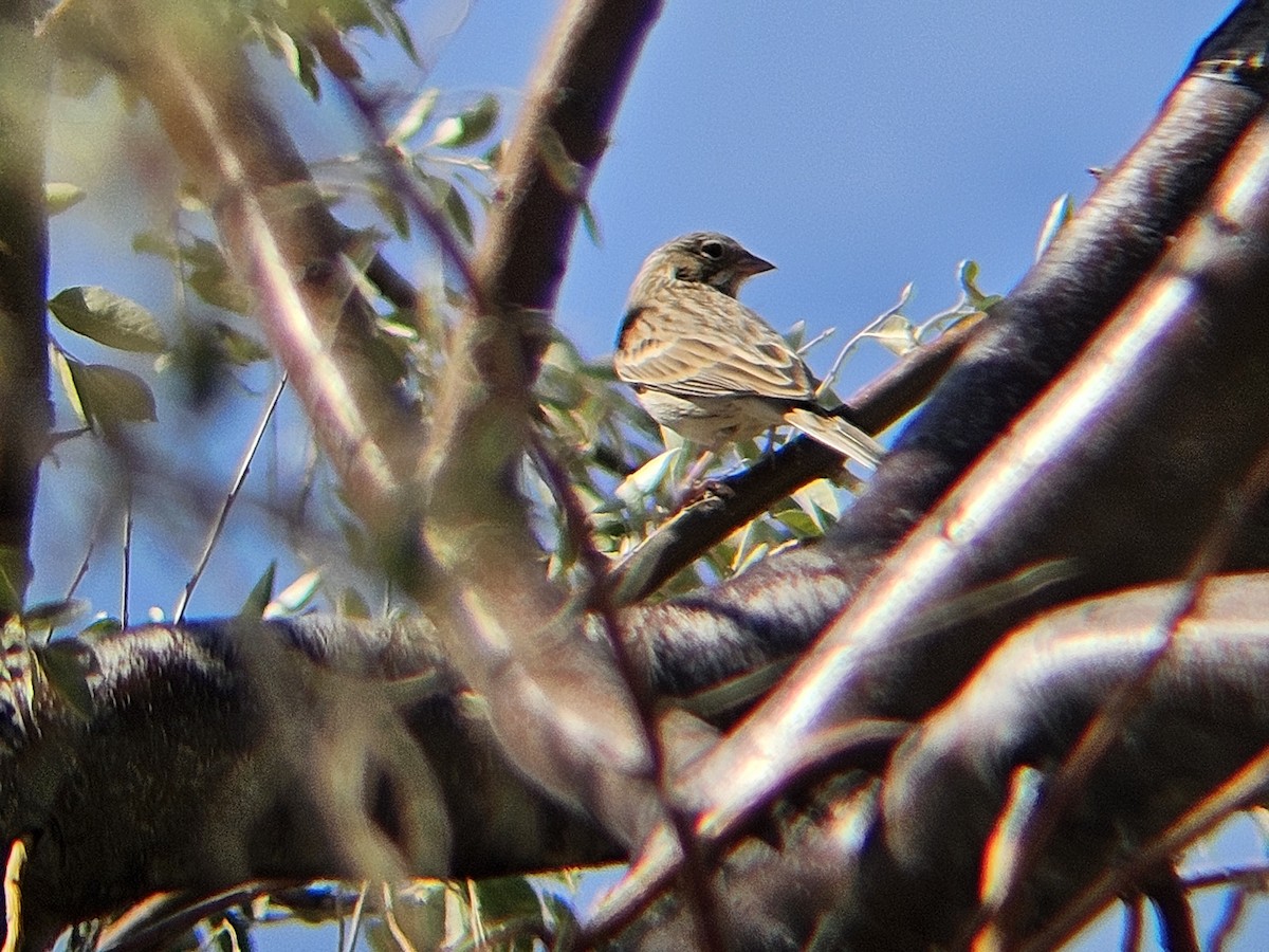 Пасовник польовий - ML641565289