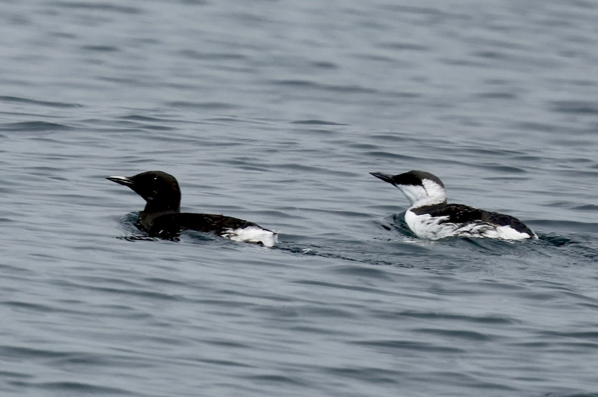 Common Murre - ML641565290