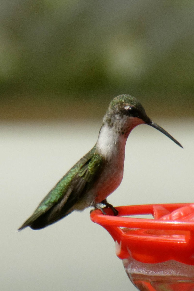 Ruby-throated Hummingbird - ML641565294