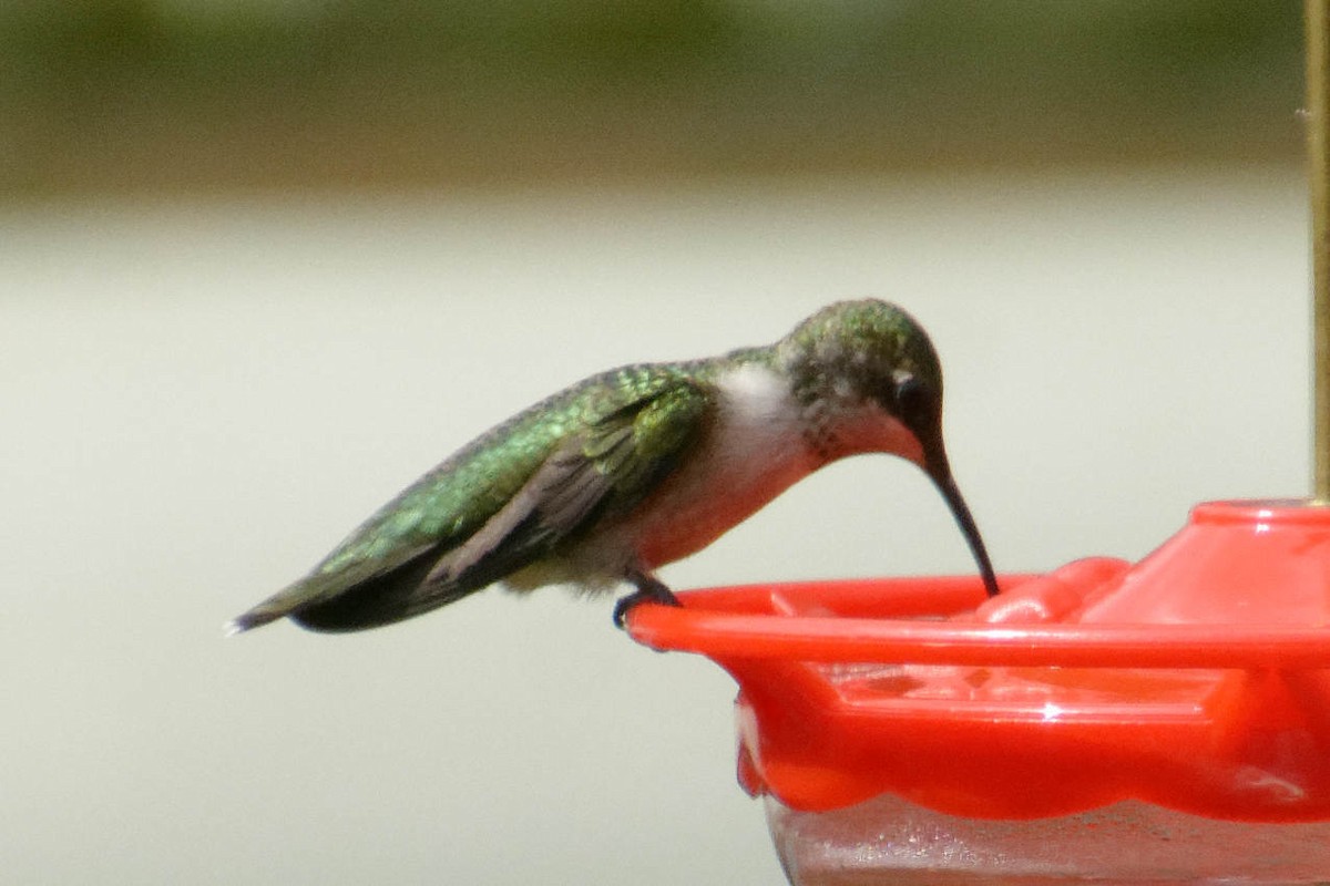 Ruby-throated Hummingbird - ML641565295