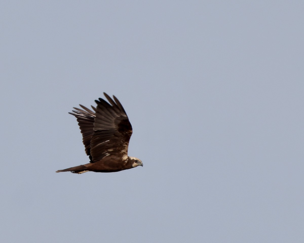 Western Marsh Harrier - ML641565325
